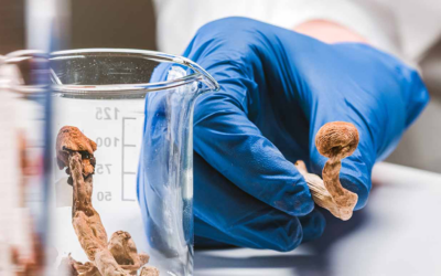 HONGOS PSILOCIBIOS. LA OPCIÓN TERAPÉUTICA, LA ALTERNATIVA FARMACOLÓGICA